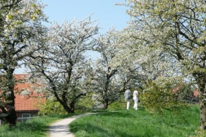 Kirschbäume und ein grüner Weg