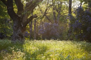 Der Wald - ein echtes Paradies für Kinder Ein schwedischer Wald im Sommer