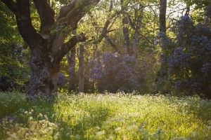 Ein schwedischer Wald im Sommer