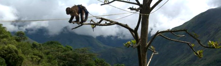 Ein Affe sitzt auf einem Baum mit einem bergischen Hintergrund