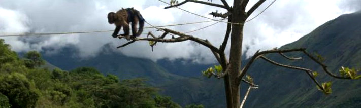 Ein Affe ... <a href='http://www.web-postille.de/trekking-in-der-cordillera-blanca/' rel=